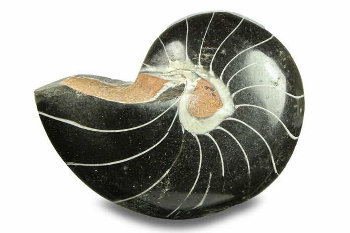 Polished Fossil Nautilus (Cymatoceras) - Unusual Black Color! #282442